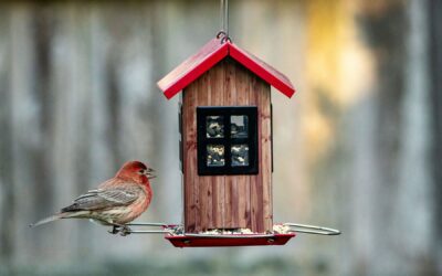 El pajarero que no vendía en España