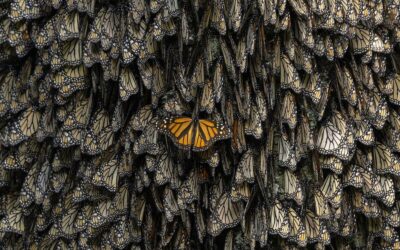 Mariposas Monarca en la empresa