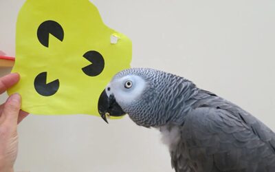 Si tu IA no aprende, estás pagando por un loro caro