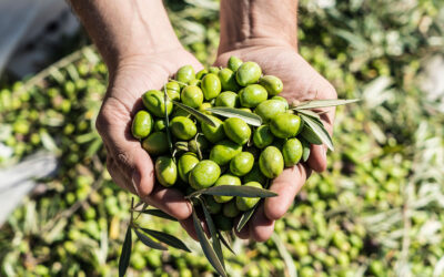 La metáfora de la aceituna y el oro empresarial